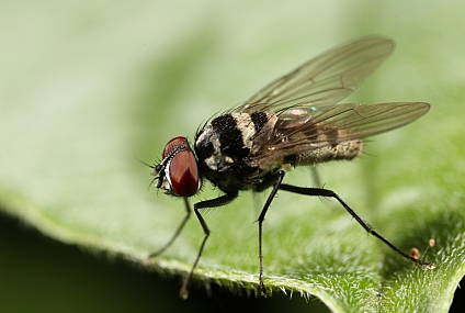 Photography Technics macro animals Insects