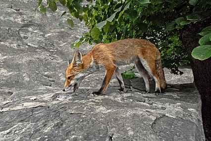 animals Mammals Nature Parks & Gardens World & Travel Rumania