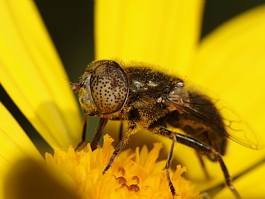 Photography Technics macro animals Insects