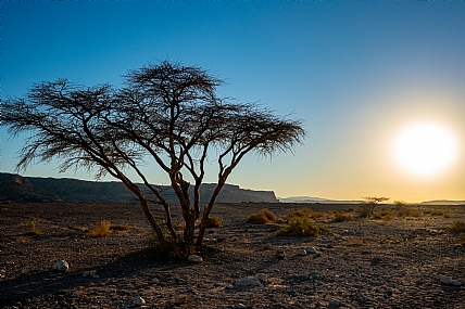 Nature landscape Trees Sky Sunsets Desert Land Israel south of Israel