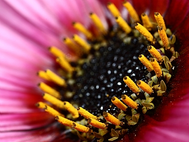 Photography Technics macro Nature Flowers
