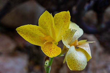 Nature Flowers Plants Israel North Israel