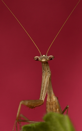 Photography Technics macro animals Insects