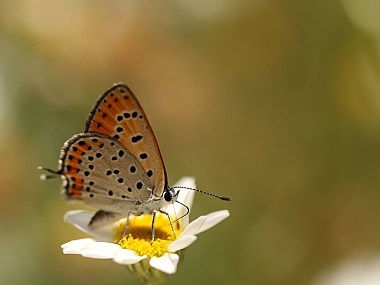 Photography Technics macro animals Butterflies