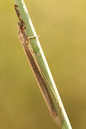 Photography Technics macro animals Insects