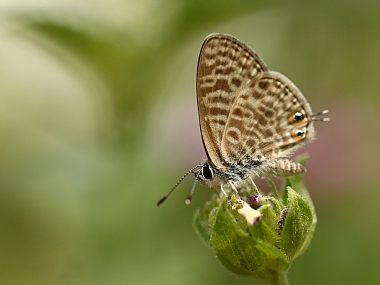 Photography Technics macro animals Butterflies Insects