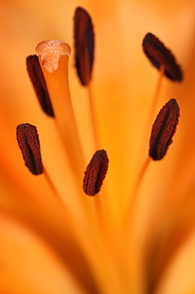 Photography Technics macro Nature Flowers