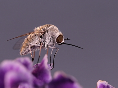 Photography Technics macro animals Insects