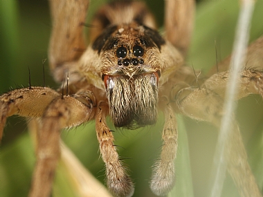 Photography Technics macro animals Spiders