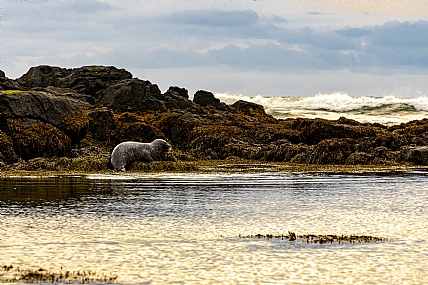 animals Mammals Nature Shores World & Travel Europe