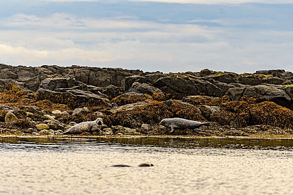 animals Mammals Nature Shores World & Travel Europe