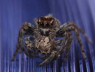 Photography Technics macro animals Spiders