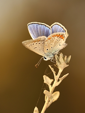 animals Butterflies Insects