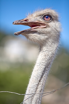 animals Poultry Nature Israel North Israel