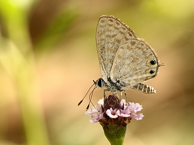 animals Butterflies Insects