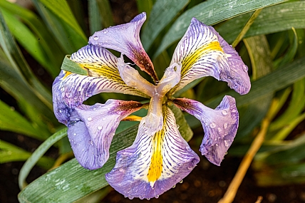 home & garden Garden Nature Flowers Plants