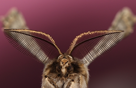 Photography Technics macro animals Butterflies Insects