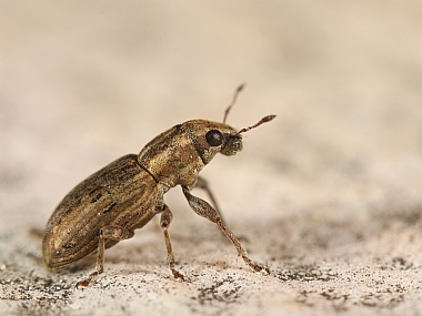 Photography Technics macro animals Insects