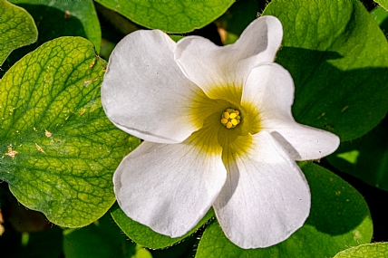 home & garden Garden Nature Flowers Plants Seasons & Weather Israel North Israel