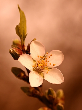 Nature Flowers Plants