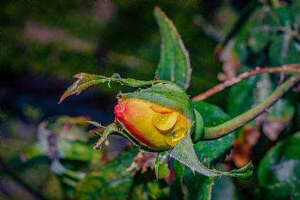 home & garden Garden Nature Flowers Plants Israel North Israel