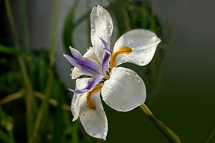 home & garden Garden Nature Flowers Plants