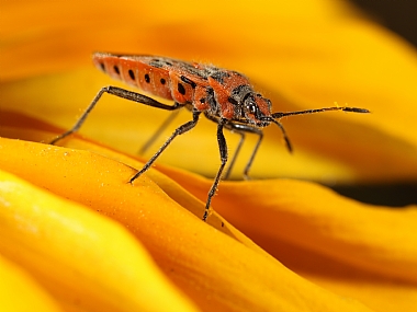 Photography Technics macro animals Insects