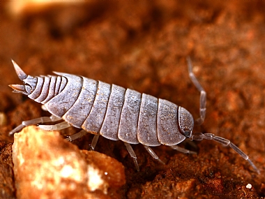 animals Insects Reptiles