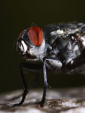 Photography Technics macro animals Insects