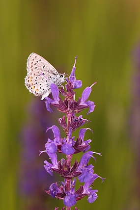 animals Butterflies Insects
