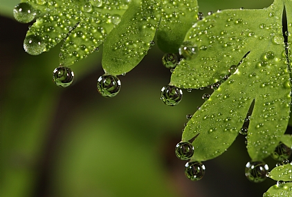 Photography Technics macro Nature Plants water
