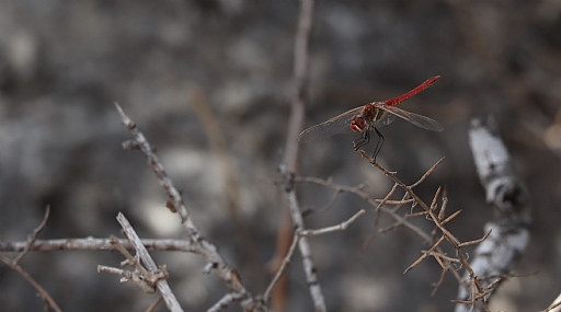 Photo by: Naftali Wilinski