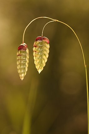 Nature Flowers Plants Picture Type