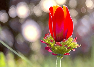 Photo by: tamar avitan