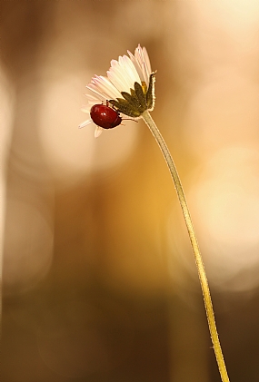 animals Insects Nature Flowers Plants Picture Type