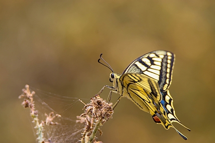 Photo by: aviad slakmon