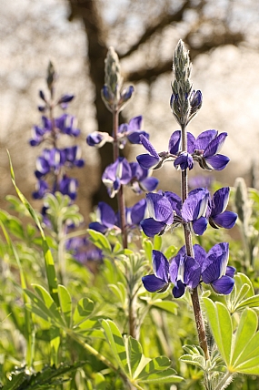 Nature Flowers Plants Picture Type