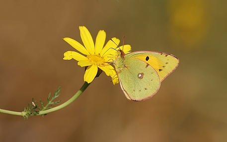 Photo by: Israel Sade