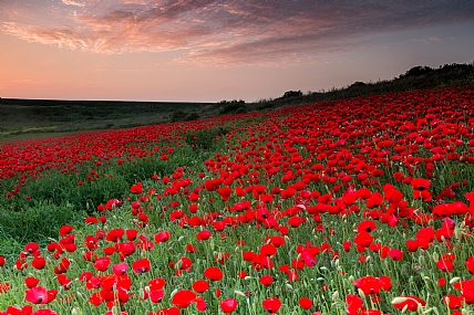 Nature Flowers Sunsets Israel Israel views Central Israel Picture Type