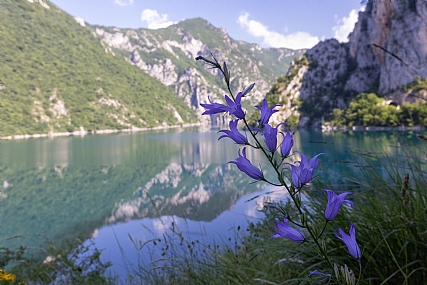 Nature Plants Lakes & Rivers World & Travel Europe Picture Type
