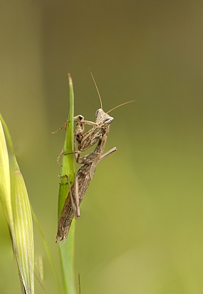 animals Insects Picture Type  Picture Type macro