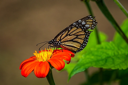 Photo by: Ehud S