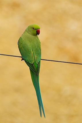 animals Birds Poultry Picture Type