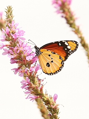 Animals Butterflies Insects Picture Type Photo