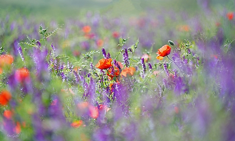 Photo by: Orit Gafni