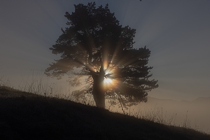 Nature Trees Sunrises Picture Type