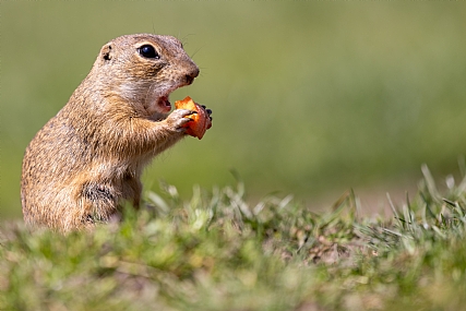 Animals Mammals Picture Type