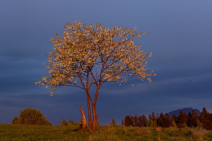 Nature Trees Plants Sunsets Picture Type Photo