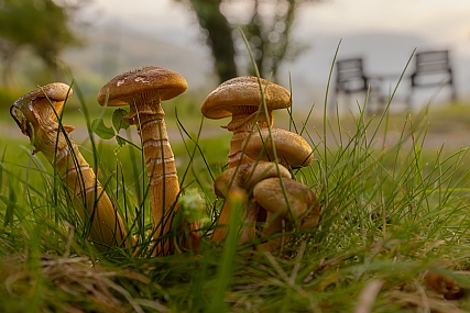 Nature Plants World & Travel Europe Picture Type Photo