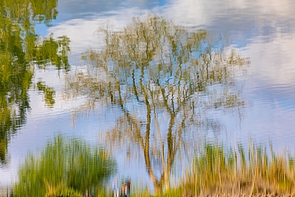 Nature Plants Parks & Gardens Lakes & Rivers Israel Central Israel Picture Type Photo